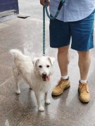 会若何看待宠物